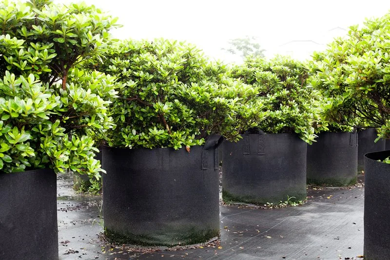 Heavy Duty Fabric Nursery Grow Bags Customizable Capacity Black Pe Plant Grow Bags