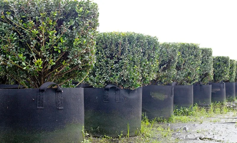 Heavy Duty Fabric Nursery Grow Bags Customizable Capacity Black Pe Plant Grow Bags