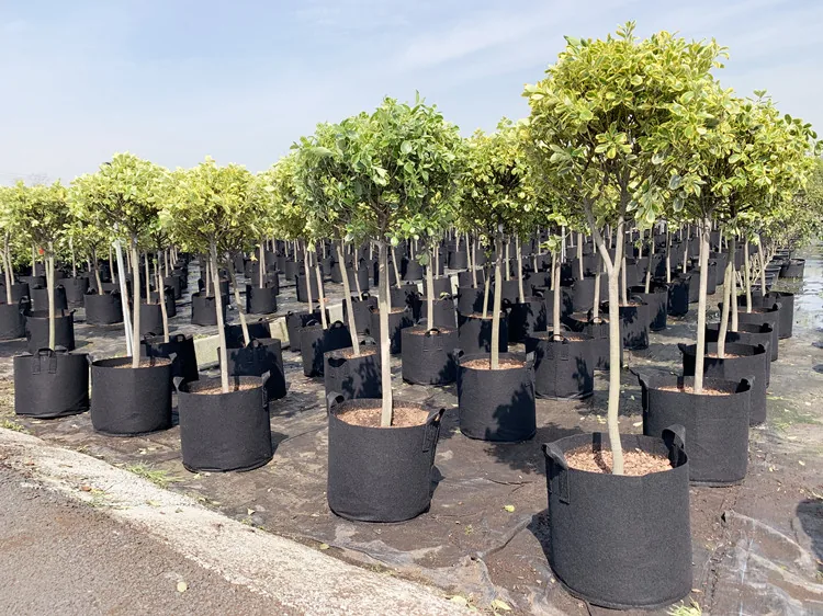 Heavy Duty Fabric Nursery Grow Bags Customizable Capacity Black Pe Plant Grow Bags