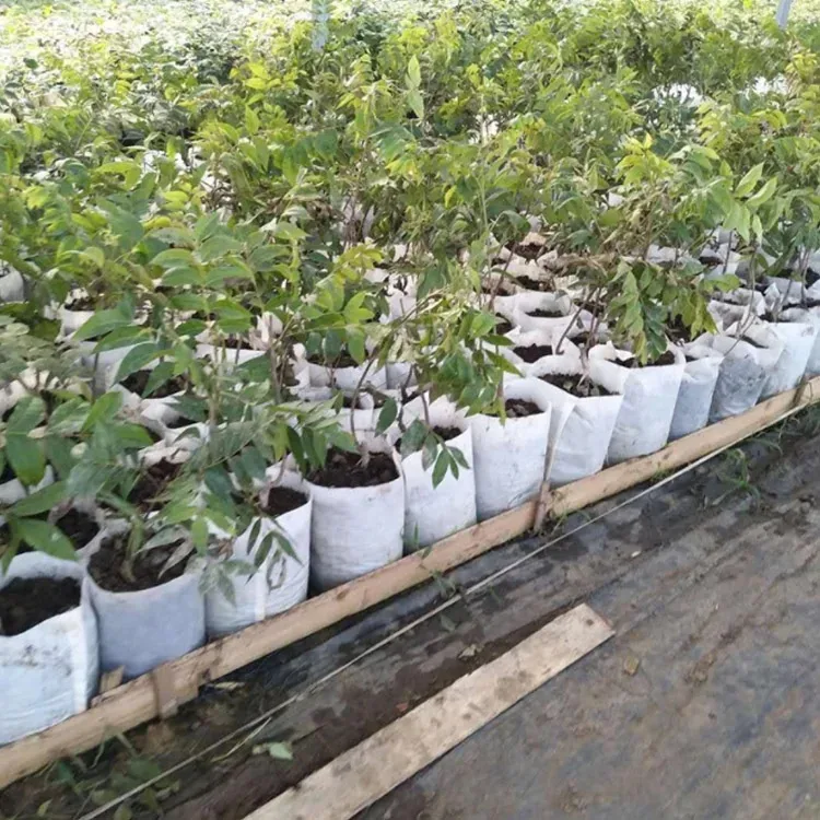 Eco Friendly Square Nursery Grow Bags White Biodegradable Non-Woven Fabric for Planting Tree and Seedling Aeration