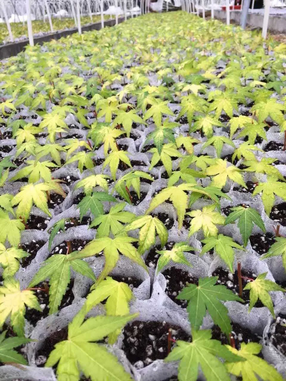 Eco Friendly Square Nursery Grow Bags White Biodegradable Non-Woven Fabric for Planting Tree and Seedling Aeration