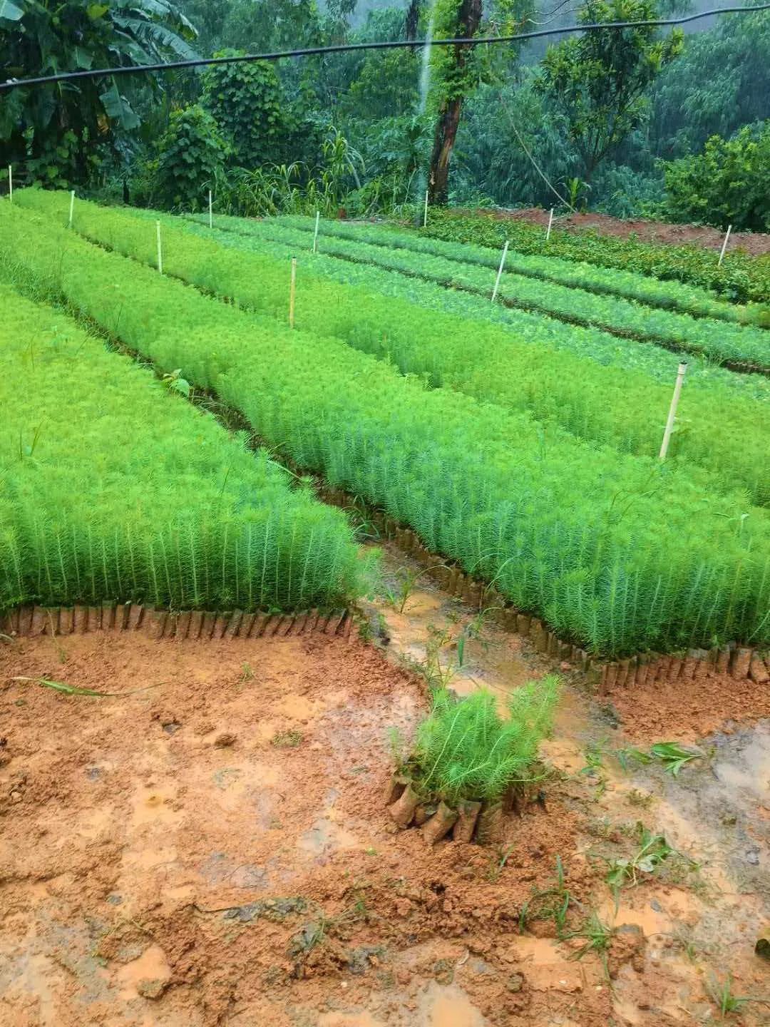 Eco Friendly Square Nursery Grow Bags White Biodegradable Non-Woven Fabric for Planting Tree and Seedling Aeration